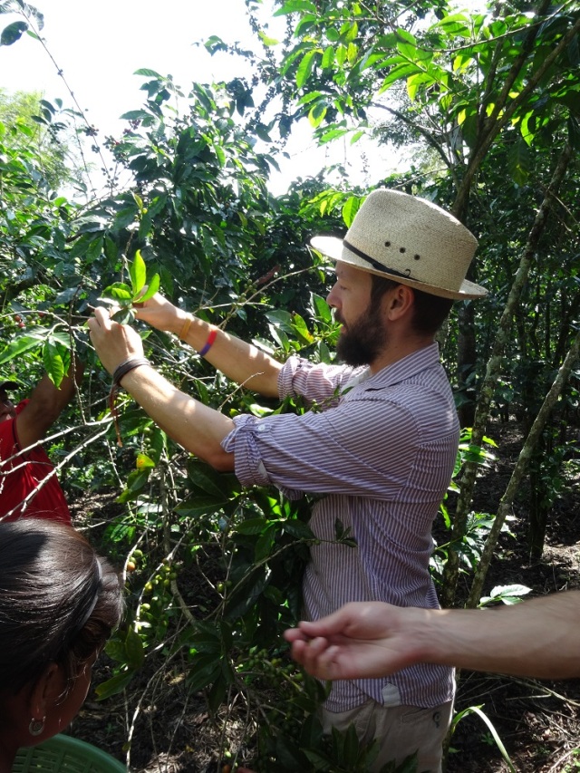 Trying my hand at picking coffee